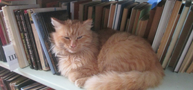 Архангельские кошки отметили свой праздник в библиотеке
